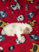 Aspen, a male Shih Tzu for sale in Bella Vista, AR – Photo 6 of 6
