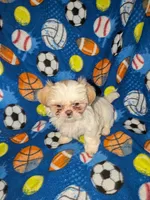 Asher (AKC), a male Shih Tzu for sale in Bella Vista, AR – 2 of 8