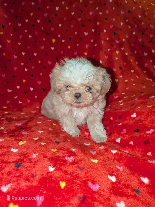 Benny (AKC) – Shih Tzu puppy for sale in Bella Vista, AR