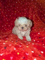 Benny (AKC), a male Shih Tzu for sale in Bella Vista, AR – 1 of 5