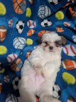 Skyler (AKC), a male Shih Tzu for sale in Bella Vista, AR – 7 of 8