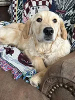 Peaches , a female Golden Retriever for sale in Clearwater, MN – Photo 3 of 3