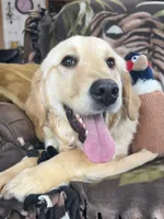 Peaches , a female Golden Retriever for sale in Clearwater, MN – Photo 2 of 3