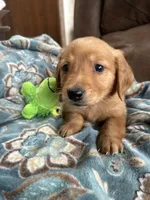 Timber, a male Golden Retriever for sale in Clearwater, MN – Photo 3 of 4