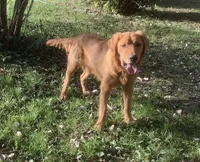 Timber, a male Golden Retriever for sale in Clearwater, MN – Photo 2 of 4