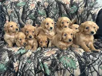 Timber, a male Golden Retriever for sale in Clearwater, MN – Photo 4 of 4