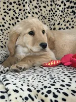 Cheyenne , a female Golden Retriever for sale in Clearwater, MN – Photo 2 of 2