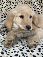 Cheyenne , a female Golden Retriever for sale in Clearwater, MN – Photo 1 of 2