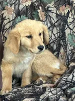 Candy , a female Golden Retriever for sale in Clearwater, MN – Photo 4 of 4