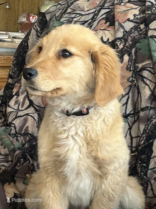 Candy  – Golden Retriever puppy for sale in Clearwater, MN