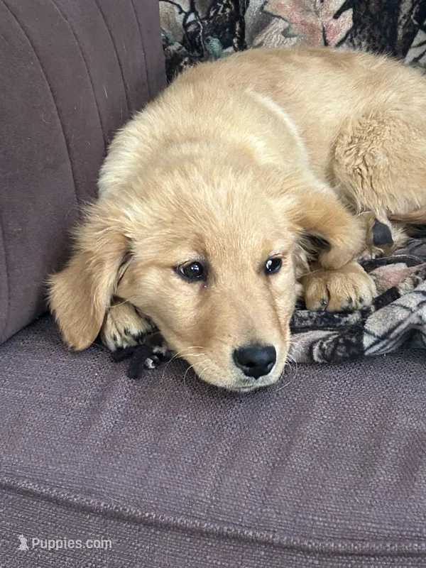 Candy  – Golden Retriever puppy for sale in Clearwater, MN