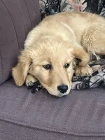 Candy , a female Golden Retriever for sale in Clearwater, MN – Photo 1 of 4