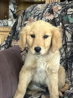 Candy , a female Golden Retriever for sale in Clearwater, MN – Photo 3 of 4