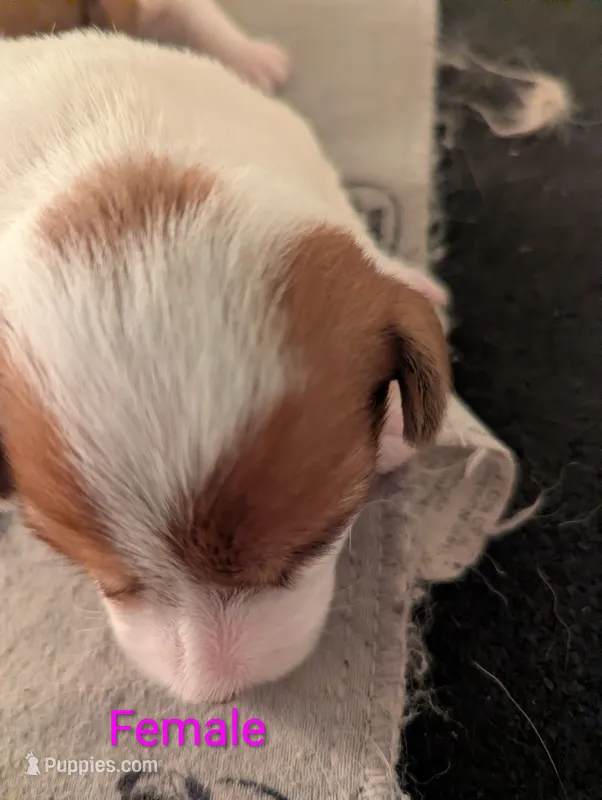 Female – Jack Russell Terrier puppy for sale in Bonnie, IL