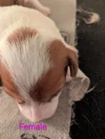 Female, a female Jack Russell Terrier for sale in Bonnie, IL – 1 of 2