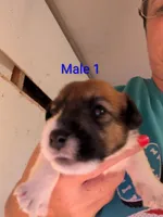 Male1, a male Jack Russell Terrier for sale in Bonnie, IL – 1 of 2