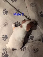 Male 2, a male Jack Russell Terrier for sale in Bonnie, IL – 2 of 2