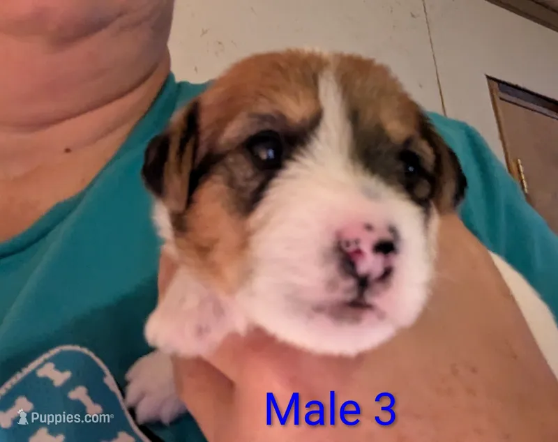 Male 3 – Jack Russell Terrier puppy for sale in Bonnie, IL