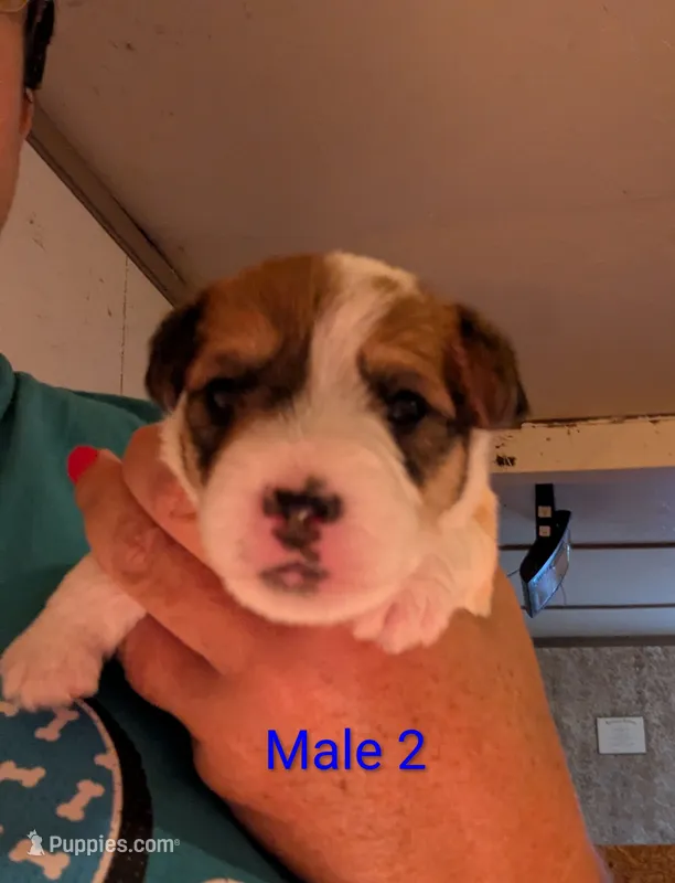 Male 2 – Jack Russell Terrier puppy for sale in Bonnie, IL