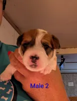 Male 2, a male Jack Russell Terrier for sale in Bonnie, IL – 1 of 2