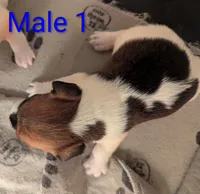 Male1, a male Jack Russell Terrier for sale in Bonnie, IL – 2 of 2