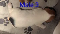 Male 3, a male Jack Russell Terrier for sale in Bonnie, IL – 2 of 2