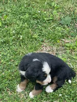 Gomer, a male Bernese Mountain Dog for sale in Salem, OH – 3 of 3