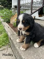 Hadlee, a female Bernese Mountain Dog for sale in Salem, OH – 2 of 2