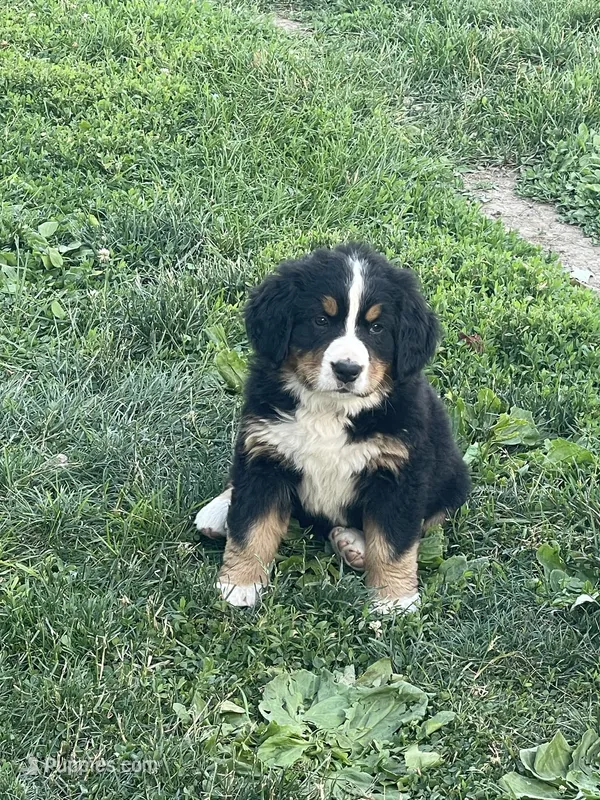 Harlow – Bernese Mountain Dog puppy for sale in Salem, OH