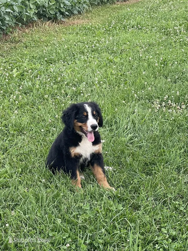 Hadlee – Bernese Mountain Dog puppy for sale in Salem, OH