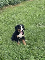 Hadlee, a female Bernese Mountain Dog for sale in Salem, OH – 1 of 2