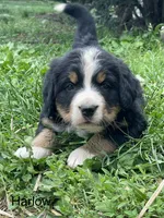 Harlow, a female Bernese Mountain Dog for sale in Salem, OH – 2 of 3