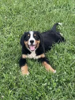 Hadlee, a female Bernese Mountain Dog for sale in Salem, OH – 2 of 2