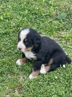 Gomer, a male Bernese Mountain Dog for sale in Salem, OH – 2 of 3