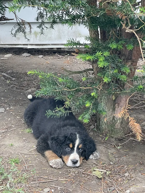 Harlow – Bernese Mountain Dog puppy for sale in Salem, OH