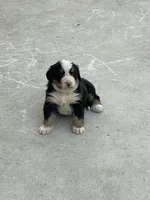 Honey, a female Bernese Mountain Dog for sale in Salem, OH – 2 of 2