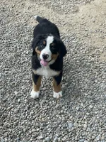 Harper, a female Bernese Mountain Dog for sale in Salem, OH – 2 of 2