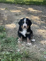 Guy, a male Bernese Mountain Dog for sale in Salem, OH – 3 of 3