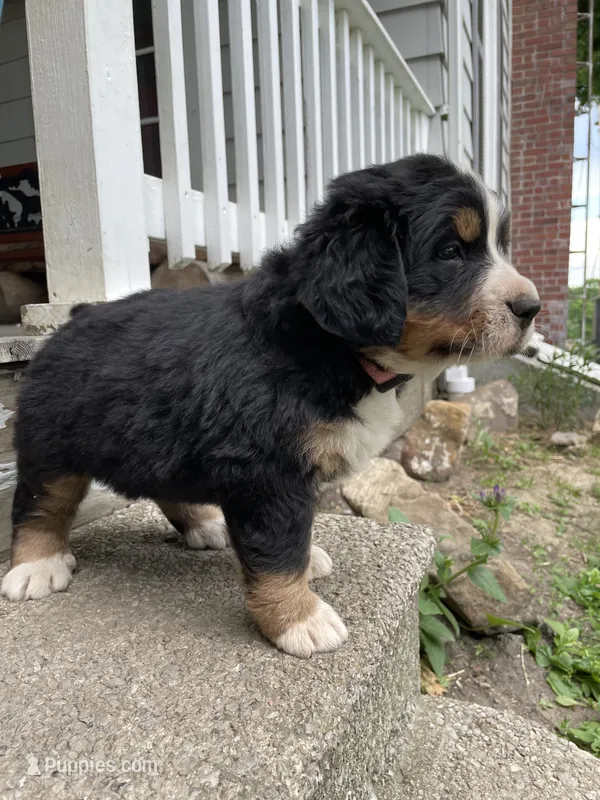 Harlow – Bernese Mountain Dog puppy for sale in Salem, OH