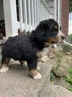 Harlow, a female Bernese Mountain Dog for sale in Salem, OH – 1 of 3
