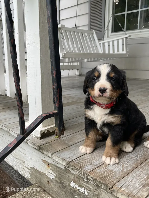 Hadlee – Bernese Mountain Dog puppy for sale in Salem, OH