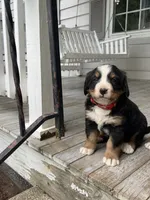 Hadlee, a female Bernese Mountain Dog for sale in Salem, OH – 1 of 2