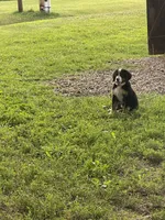 Honey, a female Bernese Mountain Dog for sale in Salem, OH – 2 of 2