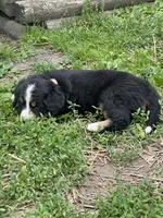 Harlow, a female Bernese Mountain Dog for sale in Salem, OH – 3 of 3