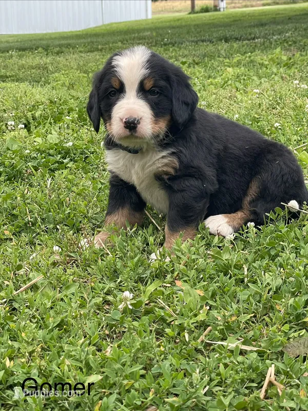Gomer – Bernese Mountain Dog puppy for sale in Salem, OH