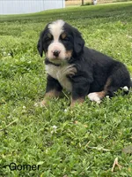 Gomer, a male Bernese Mountain Dog for sale in Salem, OH – 1 of 3