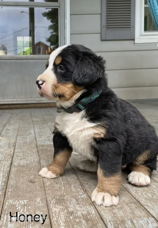 Honey – Bernese Mountain Dog puppy for sale in Salem, OH