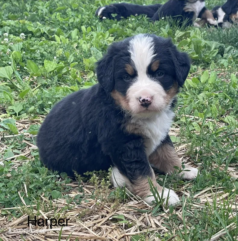 Harper – Bernese Mountain Dog puppy for sale in Salem, OH