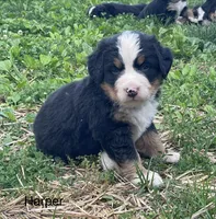 Harper, a female Bernese Mountain Dog for sale in Salem, OH – 1 of 2
