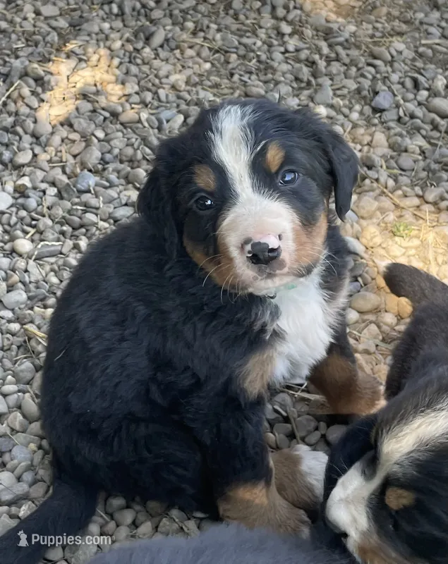 Guy – Bernese Mountain Dog puppy for sale in Salem, OH